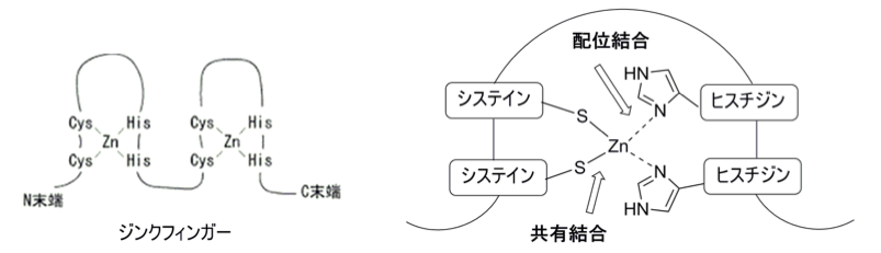 解説画像
